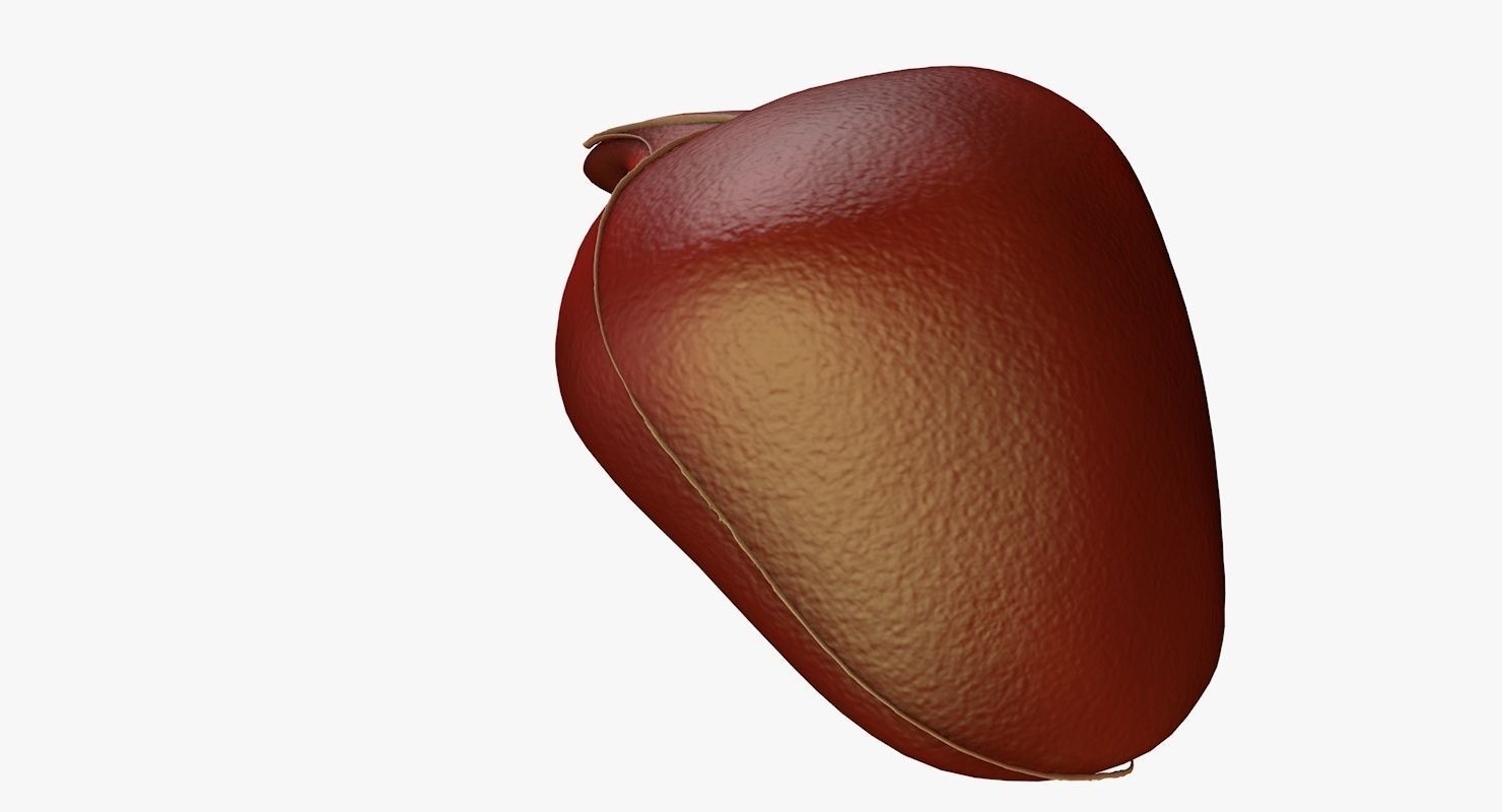 Liver and Bile Duct - Medically Accurate Hepatobiliary System 3D print model_27