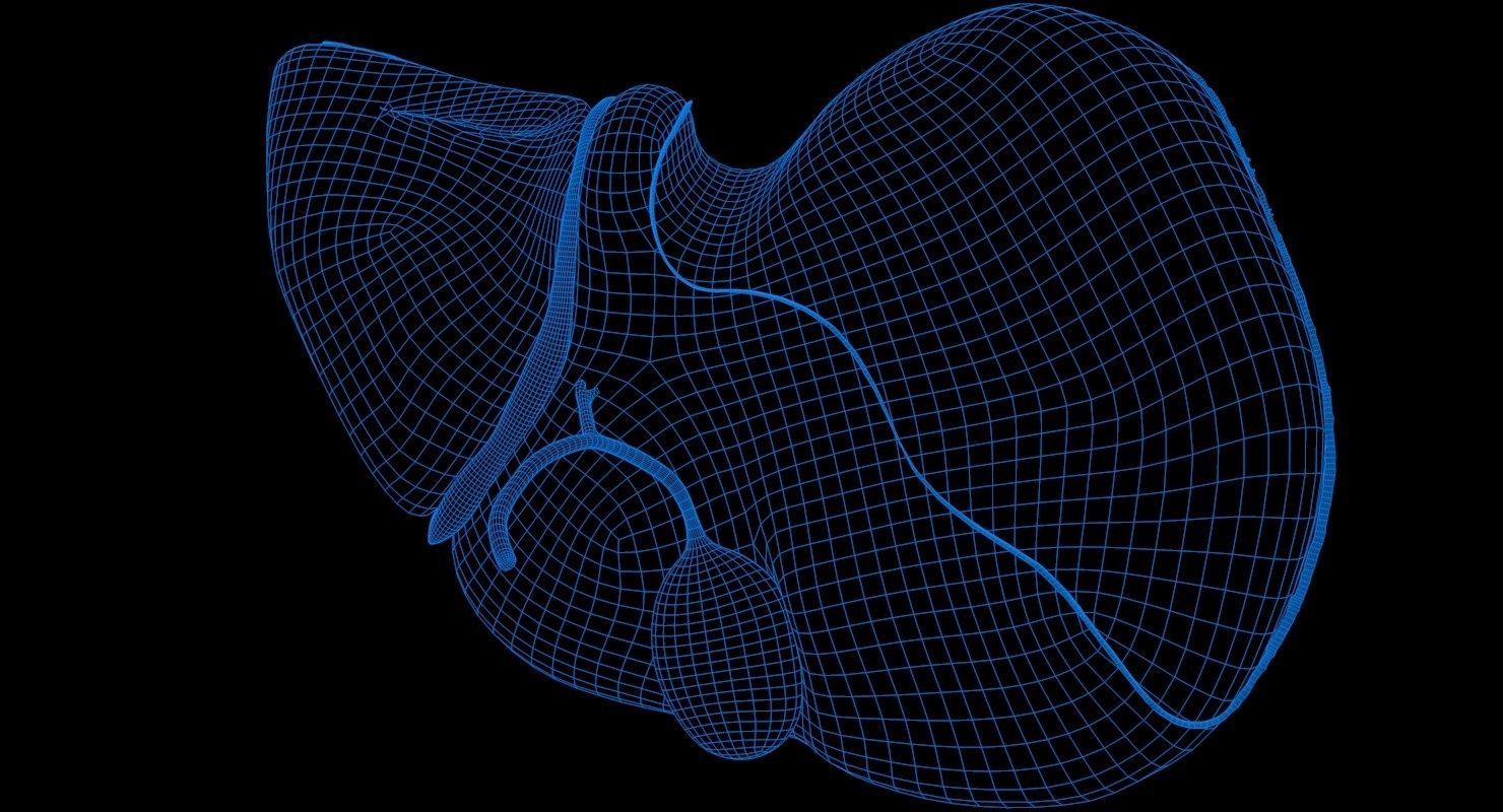 Liver and Bile Duct - Medically Accurate Hepatobiliary System 3D print model_19