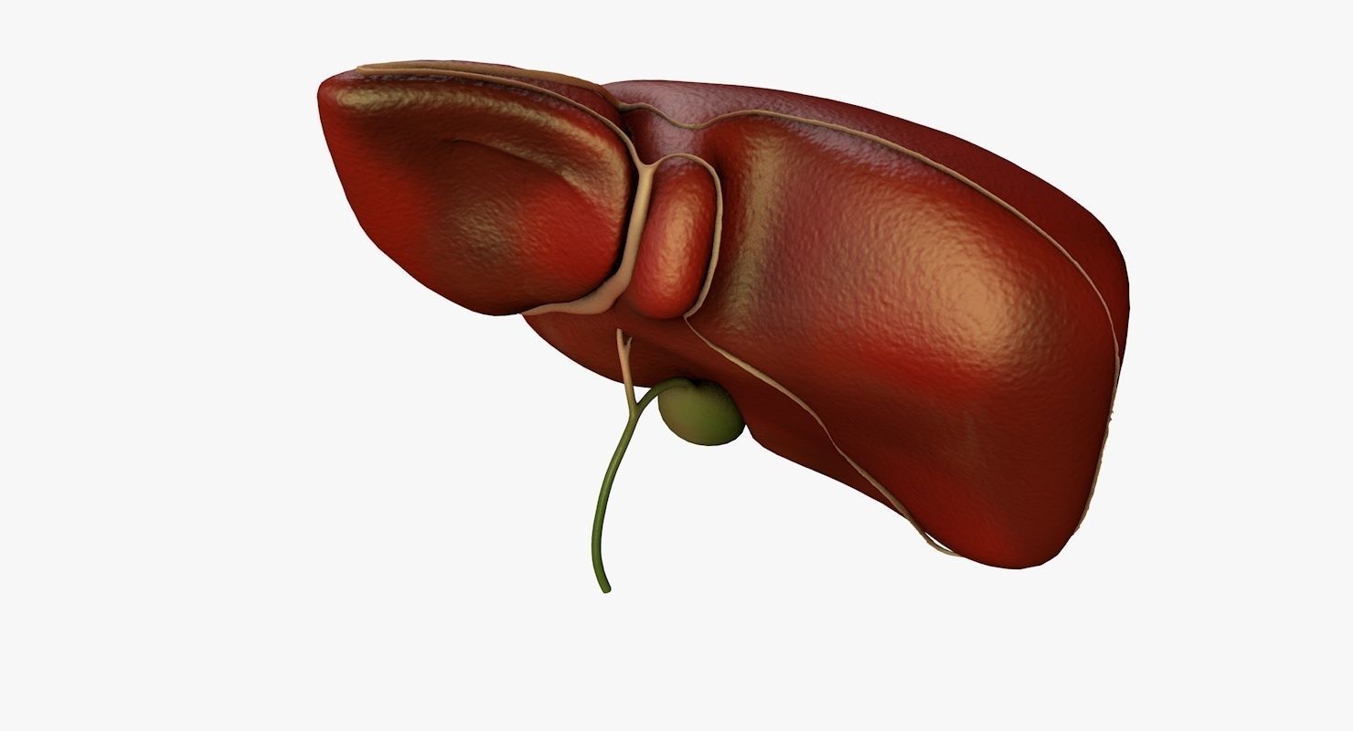 Liver and Bile Duct - Medically Accurate Hepatobiliary System 3D print model_26