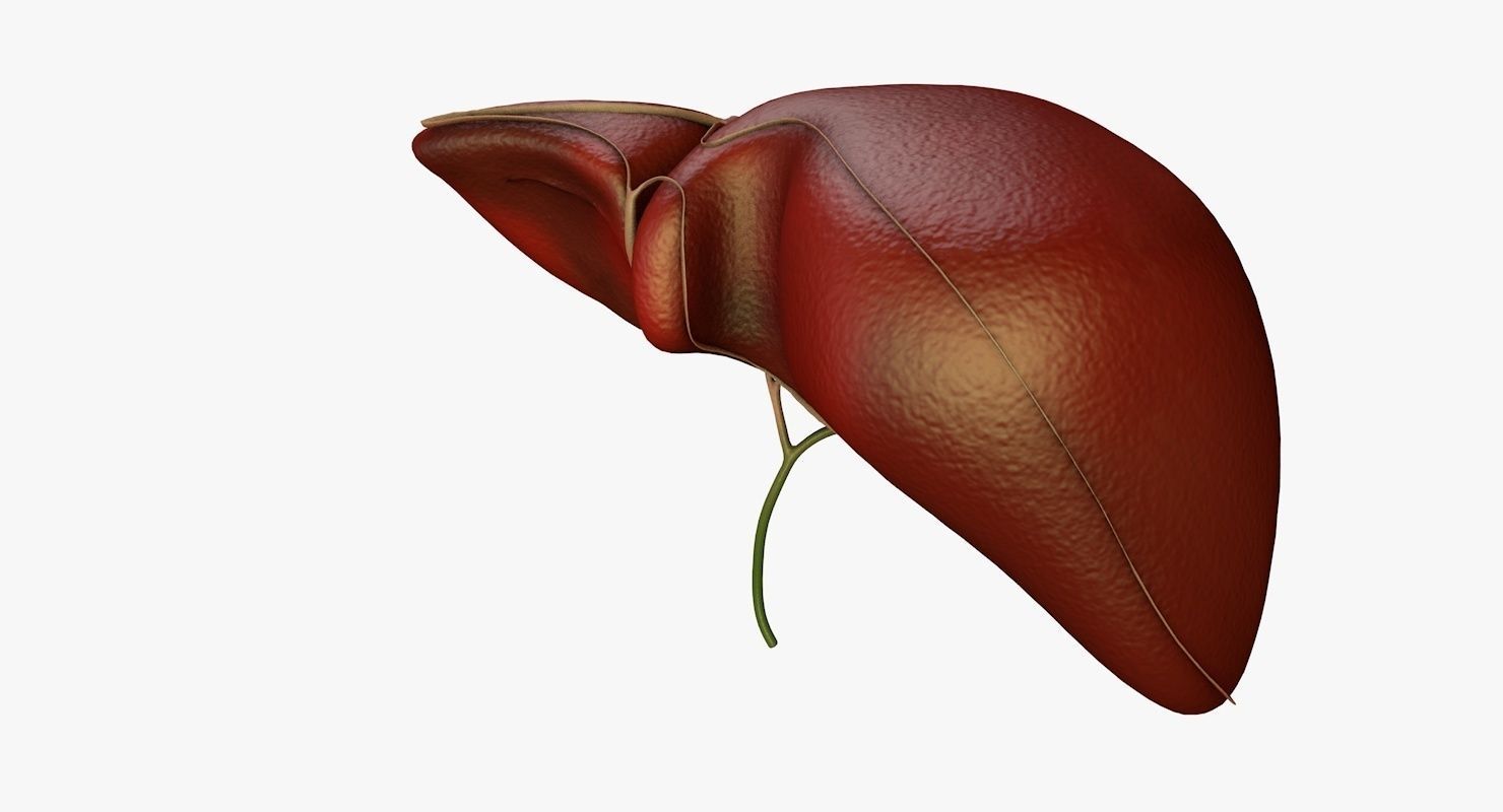Liver and Bile Duct - Medically Accurate Hepatobiliary System 3D print model_44