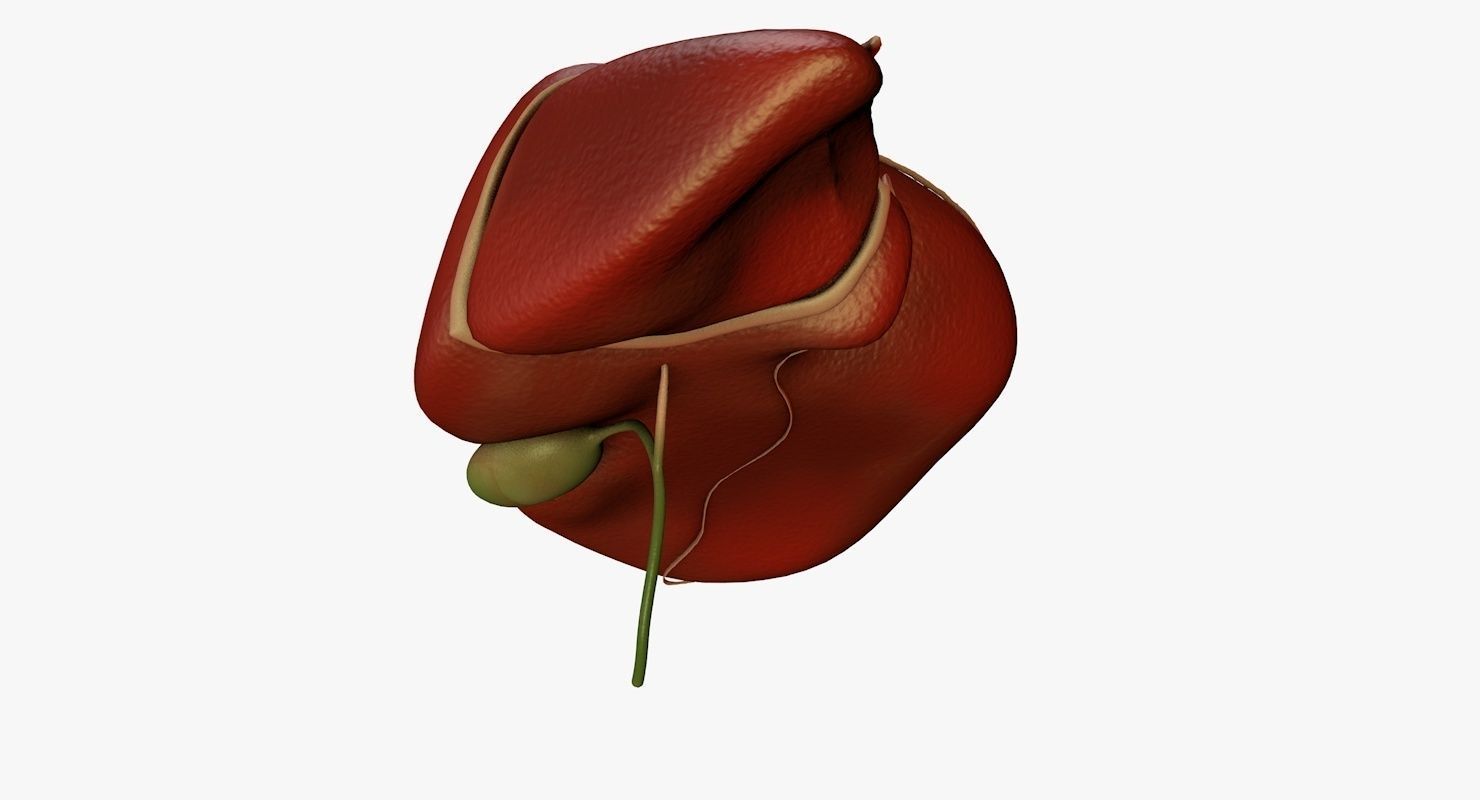 Liver and Bile Duct - Medically Accurate Hepatobiliary System 3D print model_39