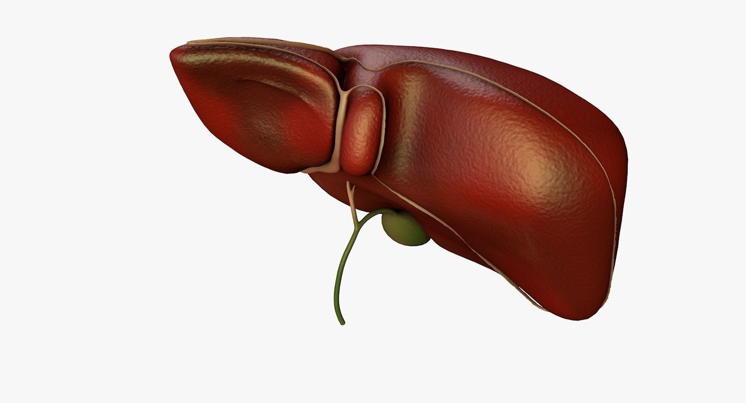 Liver and Bile Duct - Medically Accurate Hepatobiliary System 3D print model_31