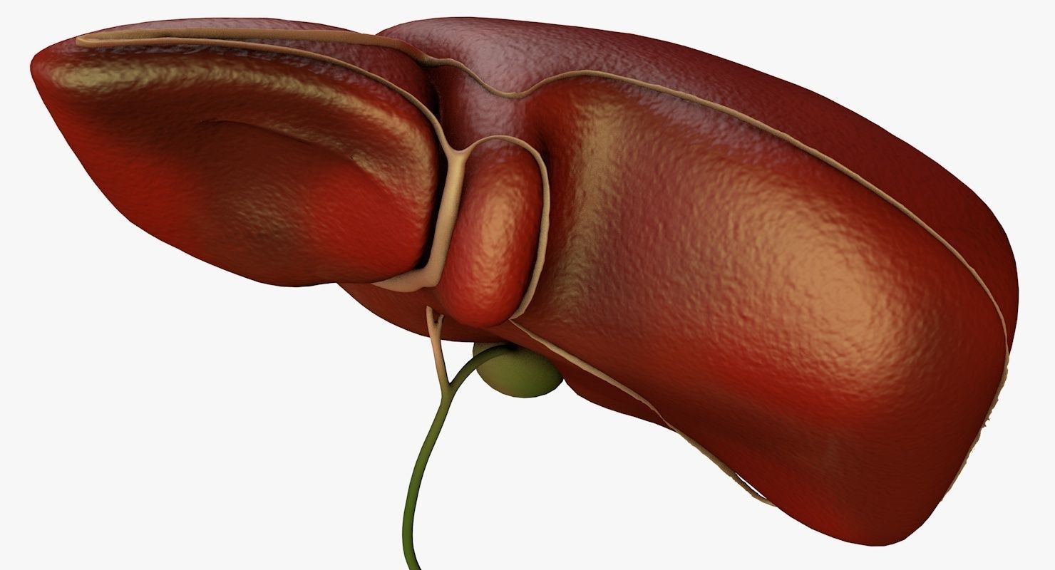 Liver and Bile Duct - Medically Accurate Hepatobiliary System 3D print model_6