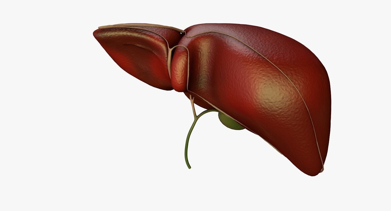 Liver and Bile Duct - Medically Accurate Hepatobiliary System 3D print model_24