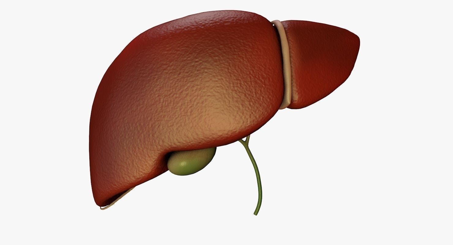 Liver and Bile Duct - Medically Accurate Hepatobiliary System 3D print model_1
