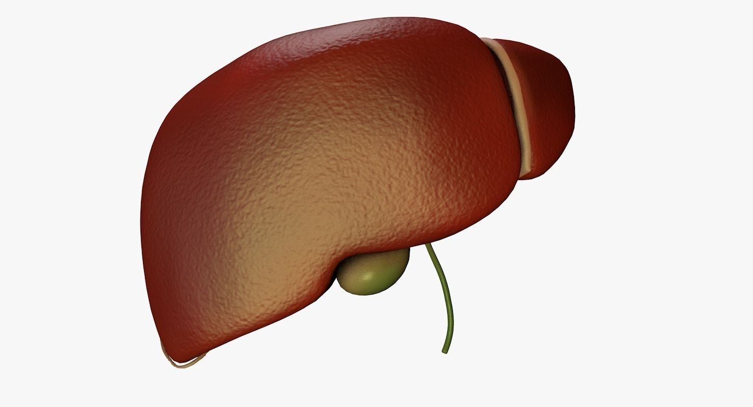 Liver and Bile Duct - Medically Accurate Hepatobiliary System 3D print model_4