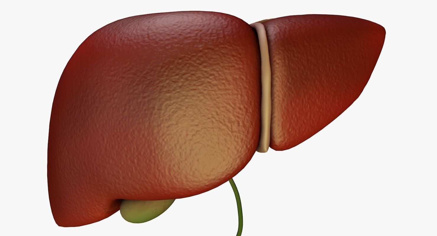 Liver and Bile Duct - Medically Accurate Hepatobiliary System 3D print model_18