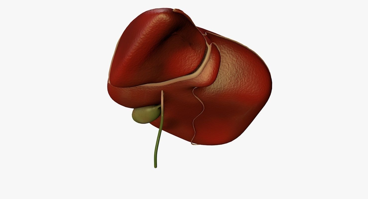 Liver and Bile Duct - Medically Accurate Hepatobiliary System 3D print model_25