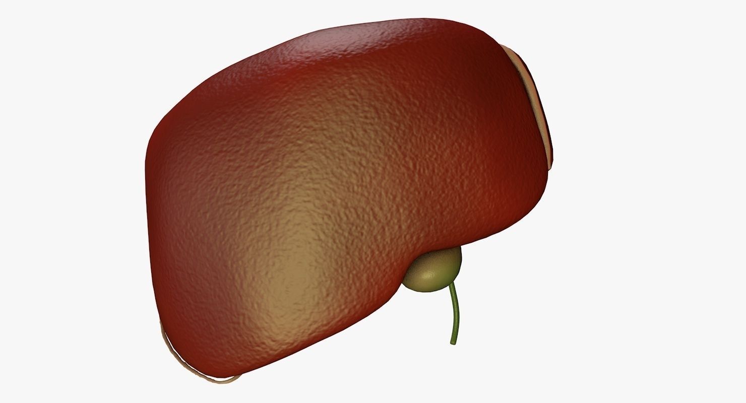 Liver and Bile Duct - Medically Accurate Hepatobiliary System 3D print model_10