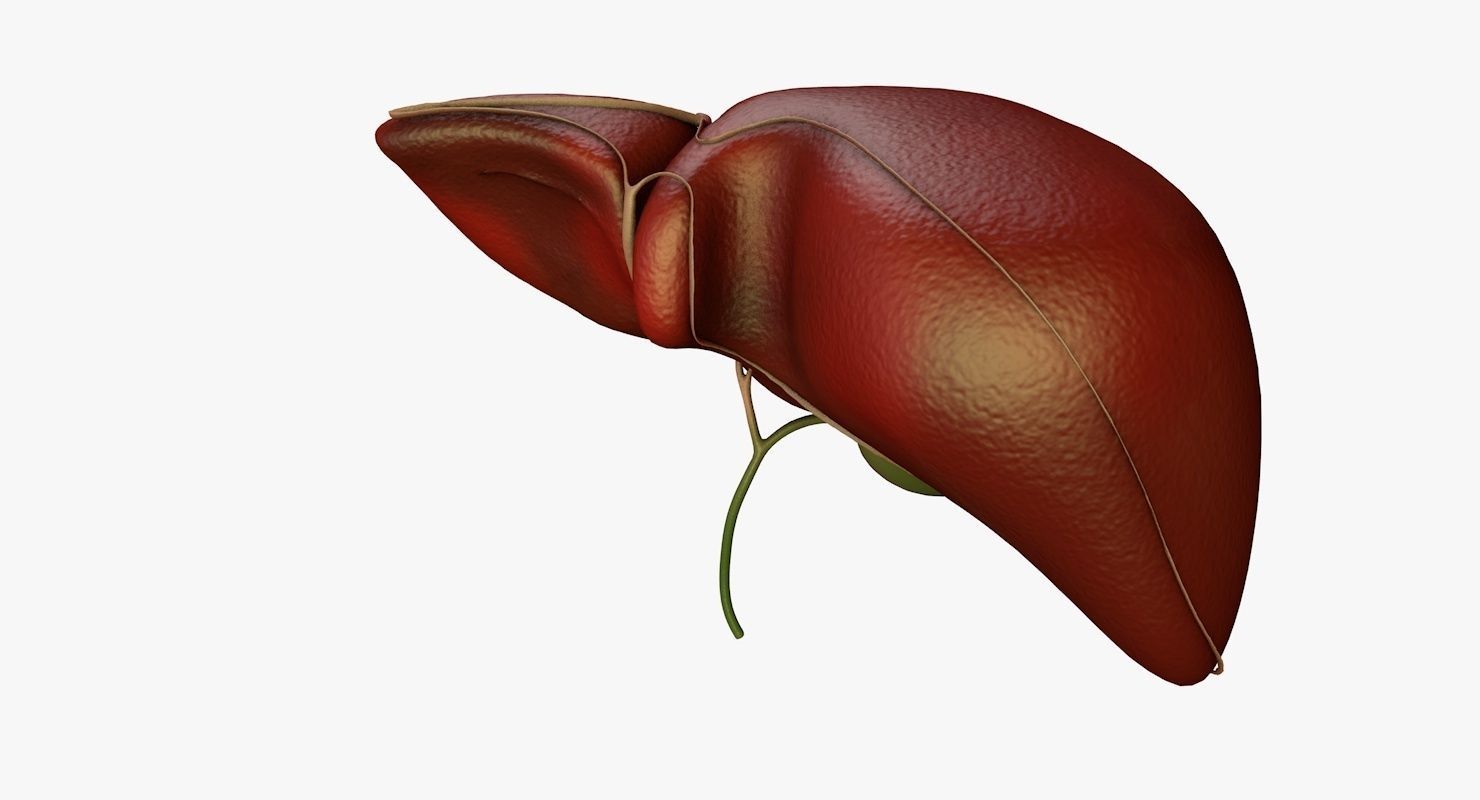 Liver and Bile Duct - Medically Accurate Hepatobiliary System 3D print model_35