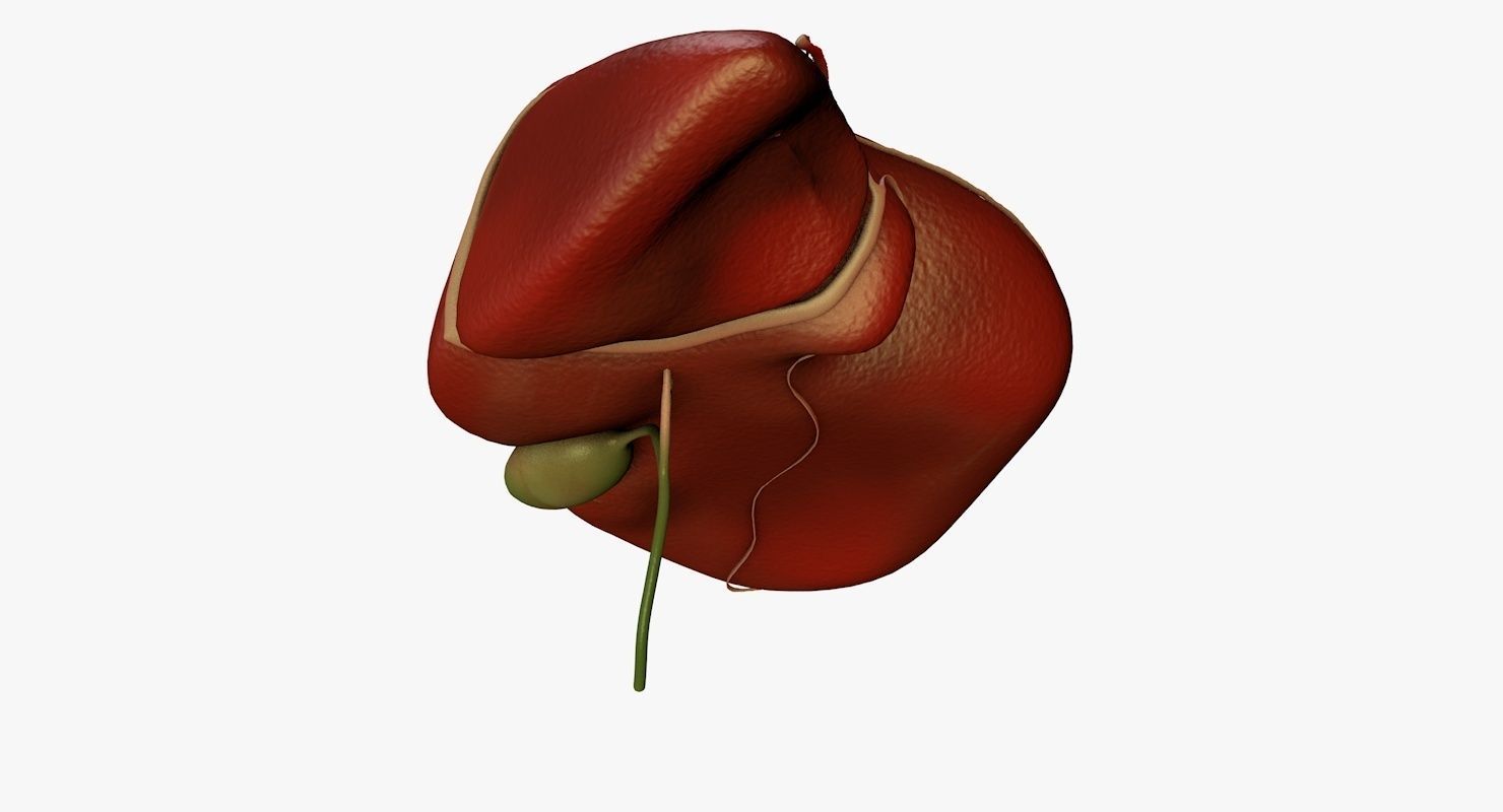 Liver and Bile Duct - Medically Accurate Hepatobiliary System 3D print model_20