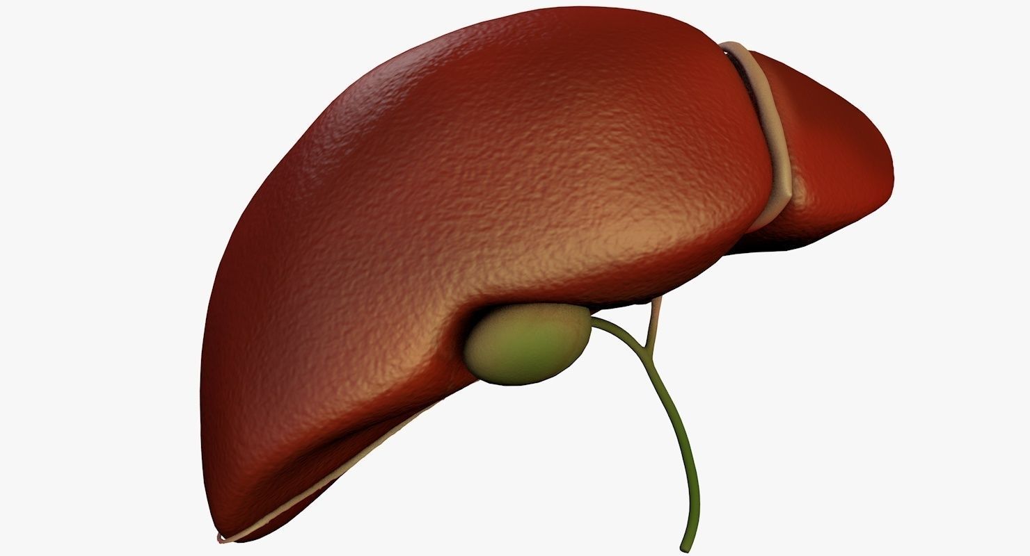 Liver and Bile Duct - Medically Accurate Hepatobiliary System 3D print model_15