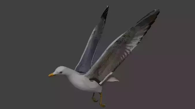 Seagull Low-poly 3D model
