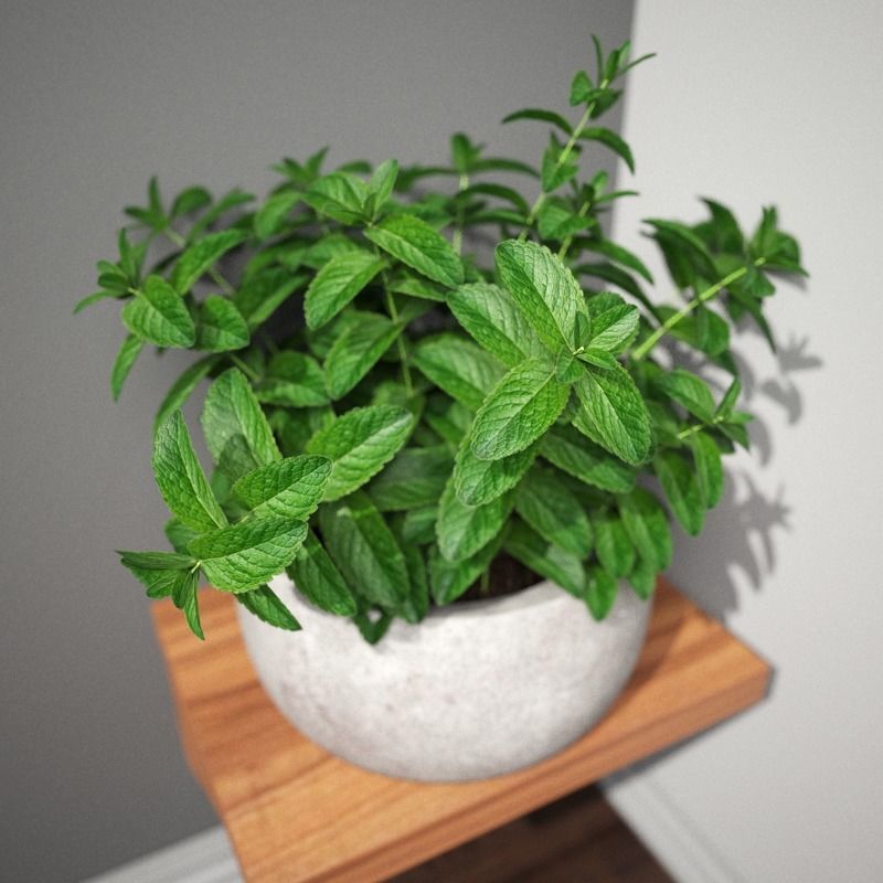 Stool and Pots with Plants 3D model_5