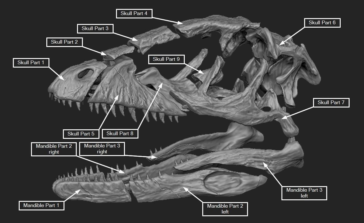 Deinonychus Skull 3D print model_6