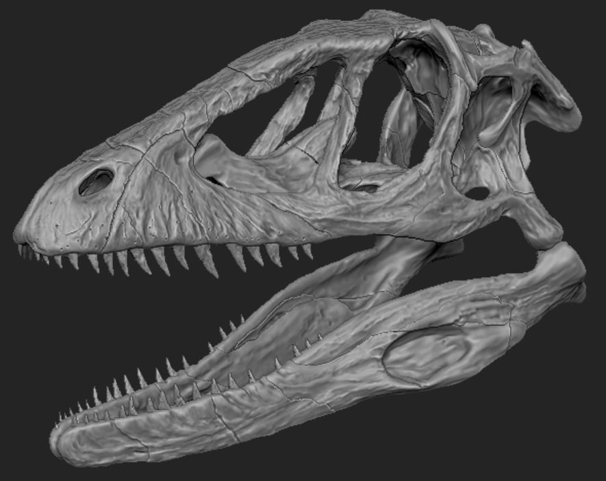 Deinonychus Skull 3D print model_7