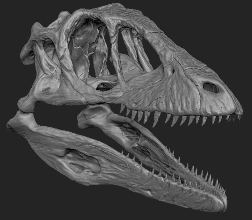 Deinonychus Skull 3D print model_8