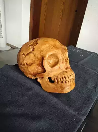 Neanderthaler Skull 3D print model