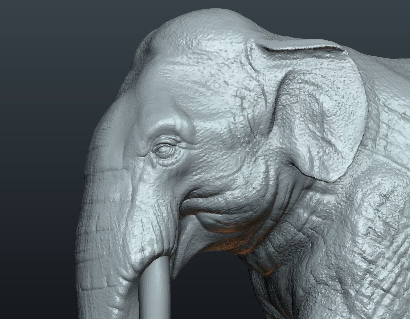 Asian Elephant 3D print model_14