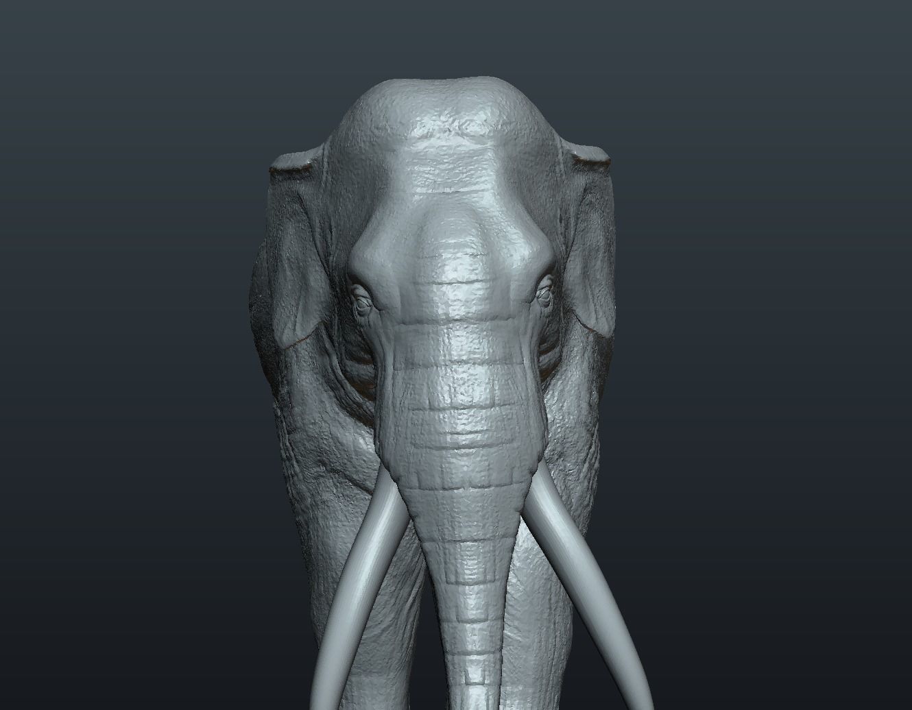 Asian Elephant 3D print model_9