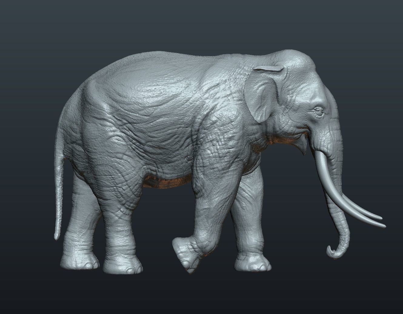 Asian Elephant 3D print model_11