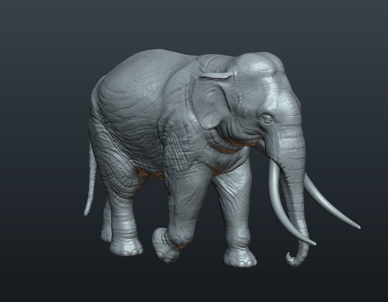 Asian Elephant 3D print model_18