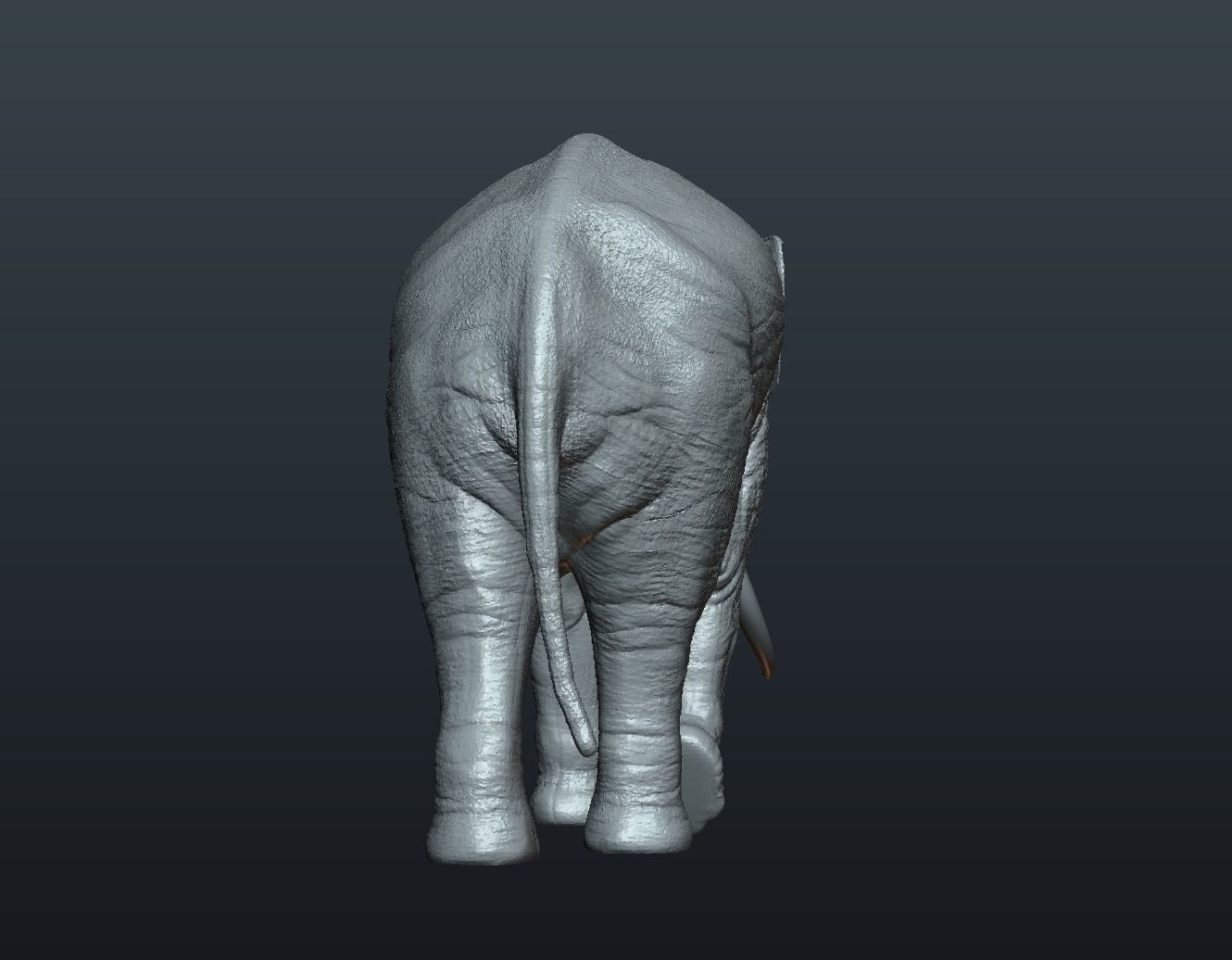 Asian Elephant 3D print model_12