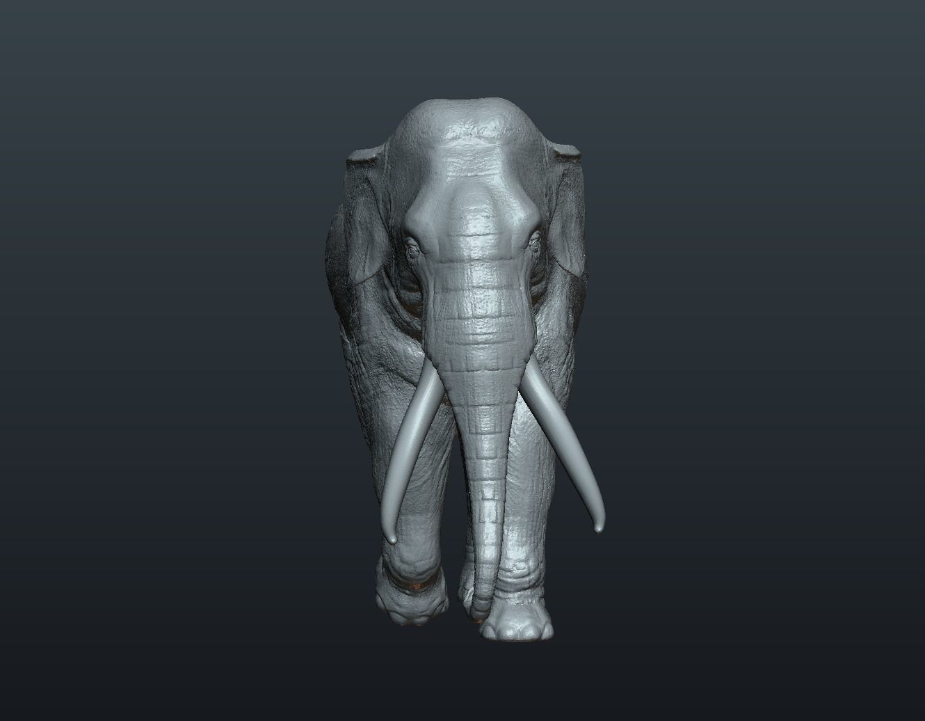 Asian Elephant 3D print model_10