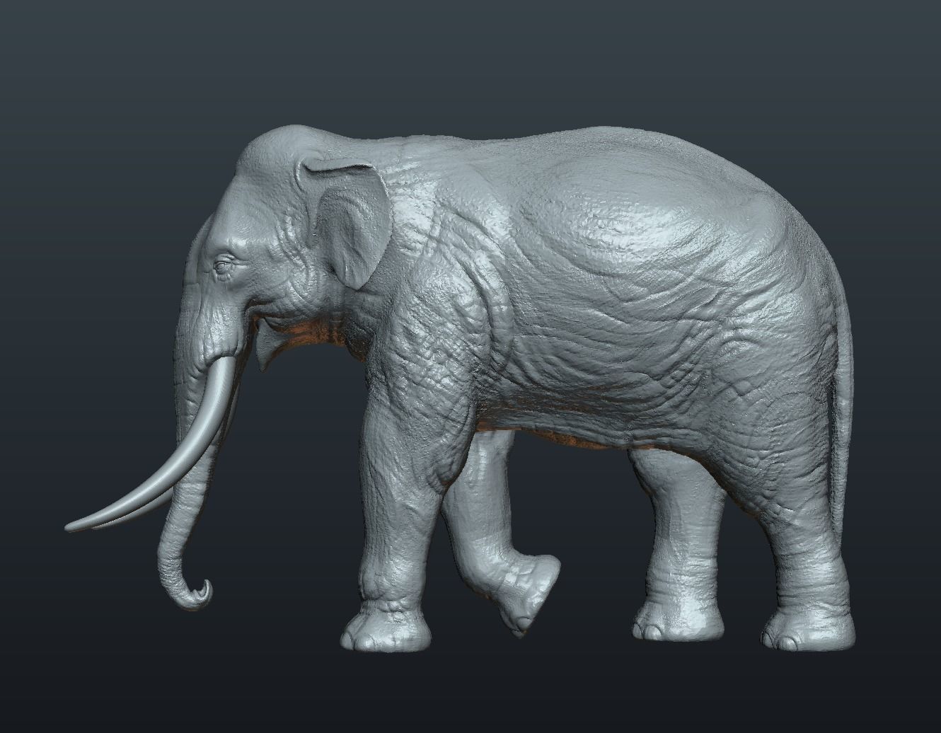 Asian Elephant 3D print model_13