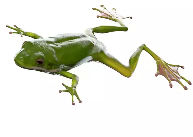 Frog Realistic tree 3D model