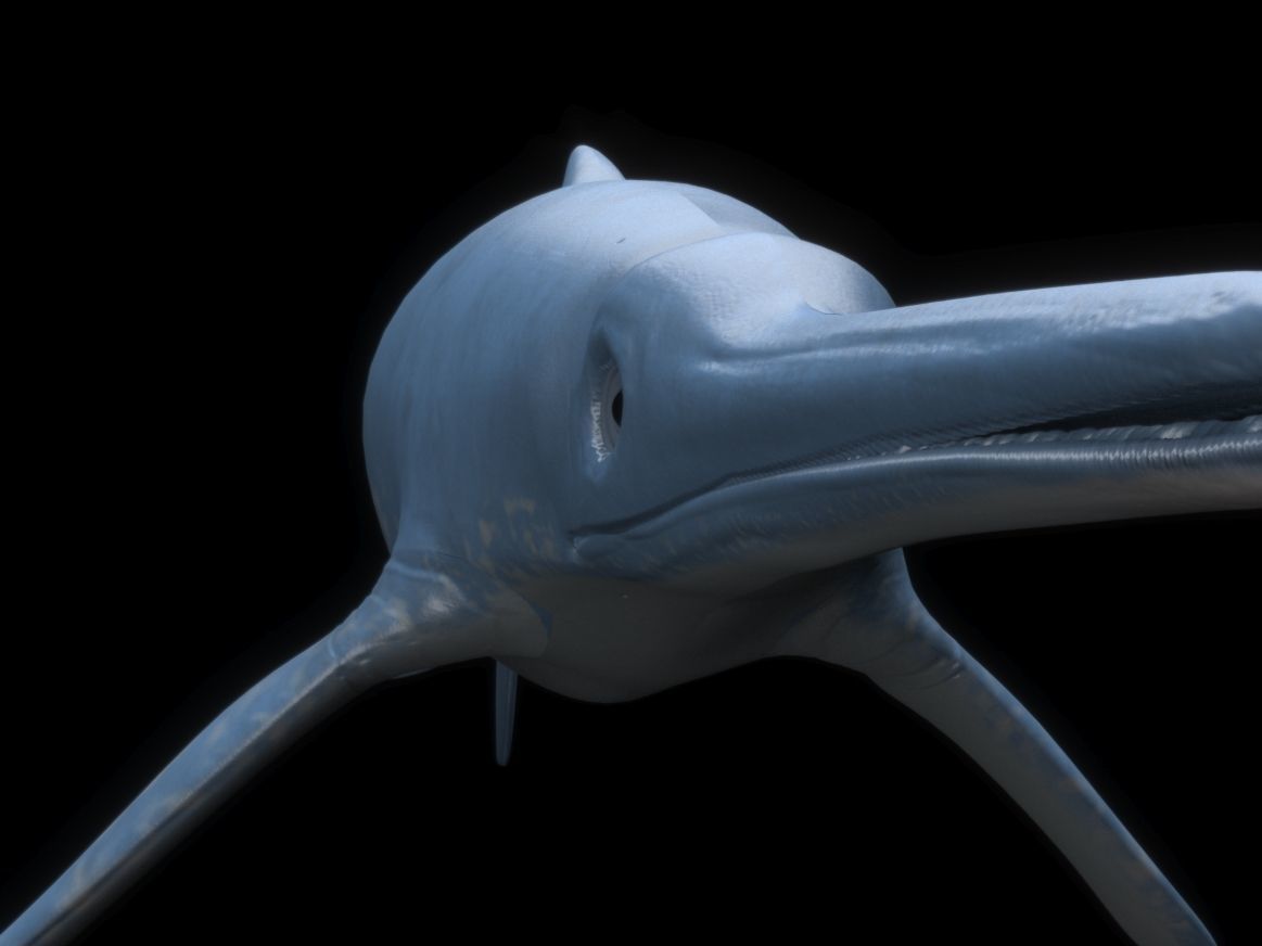 Dolphin ictiosaurio rig Low-poly 3D model_11