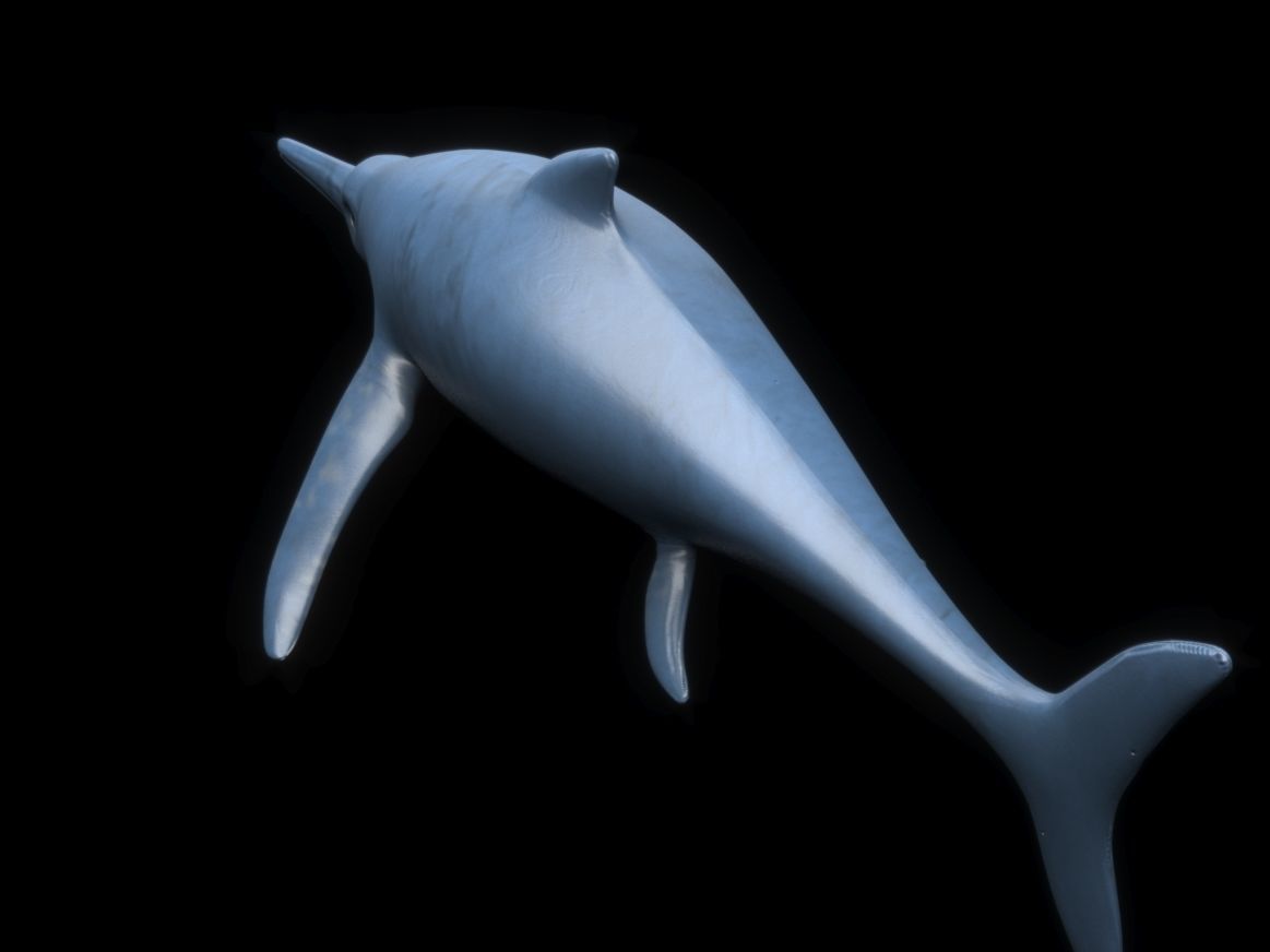 Dolphin ictiosaurio rig Low-poly 3D model_12