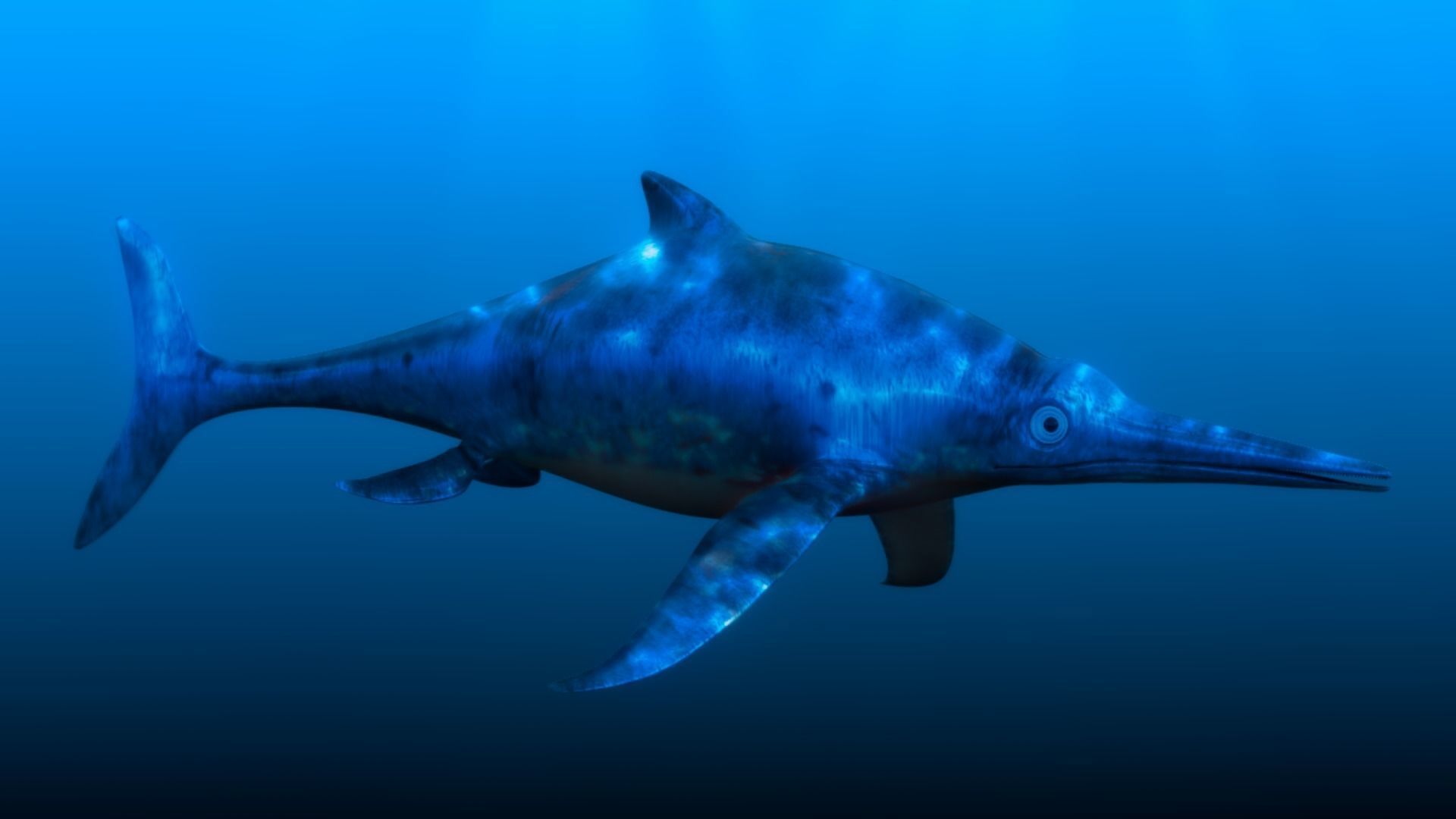 Dolphin ictiosaurio rig Low-poly 3D model_2