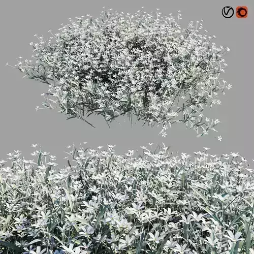 Cerastium Tomentosum 3D model