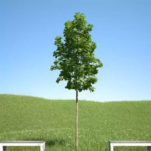 Acer platanoides 103SU