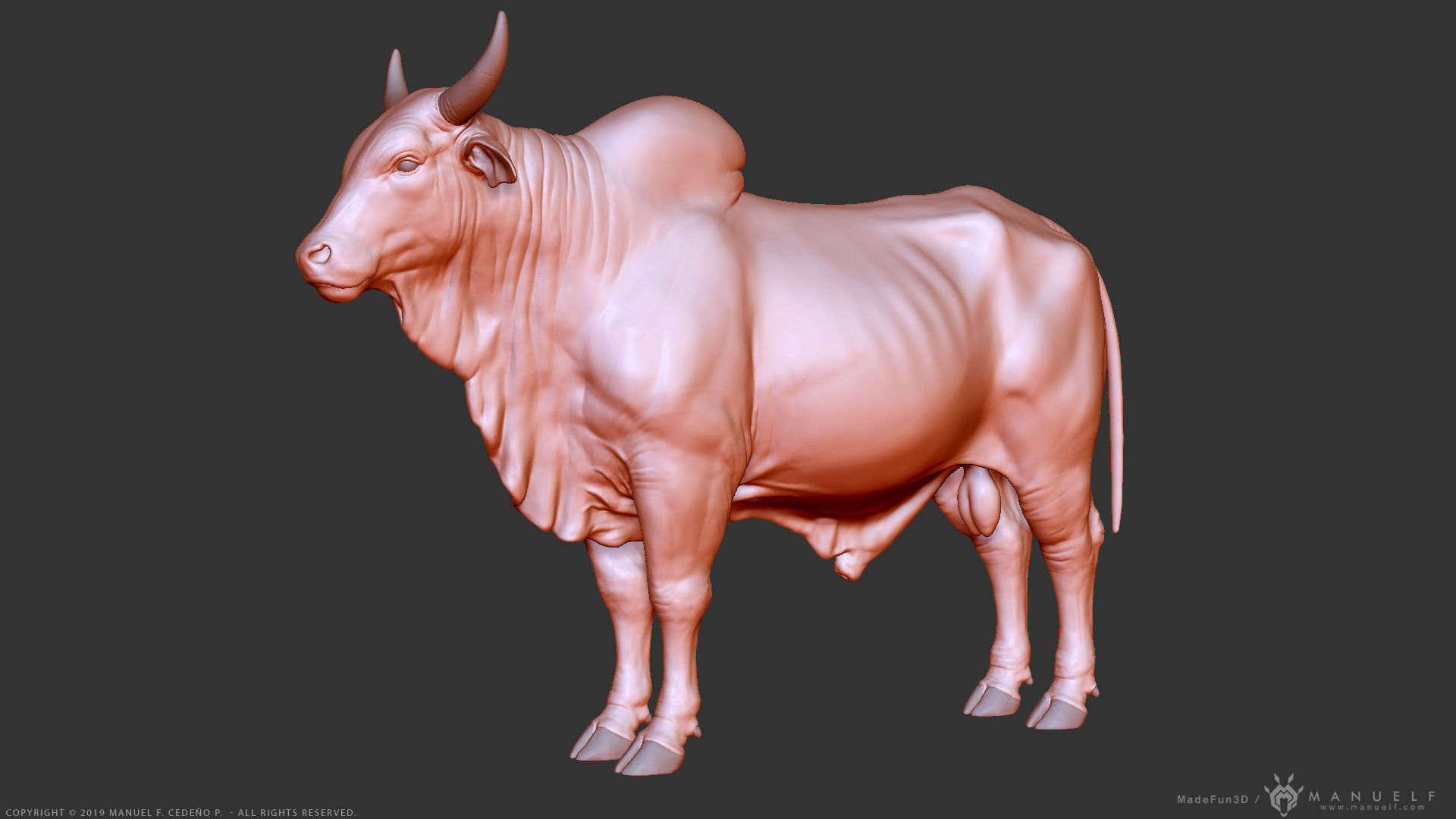Zebu Bull - Highpoly Sculpture 3D model_19