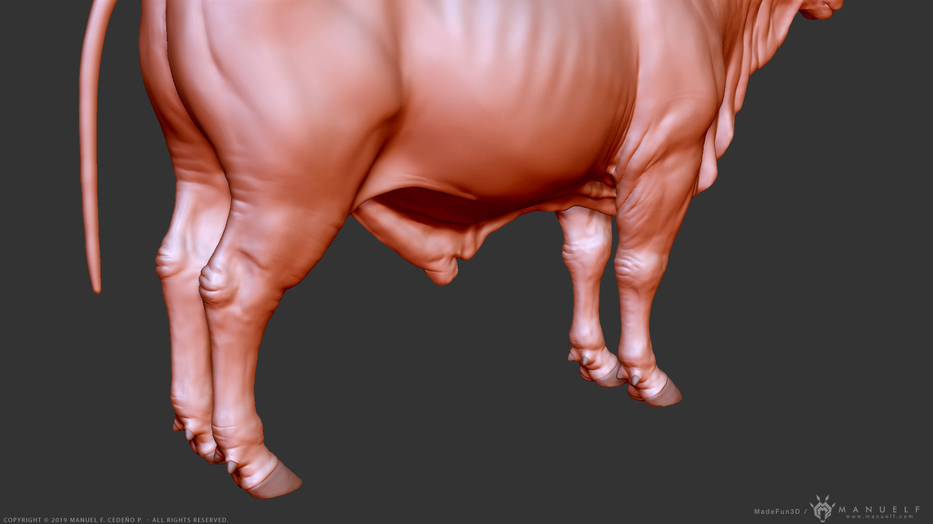 Zebu Bull - Highpoly Sculpture 3D model_17