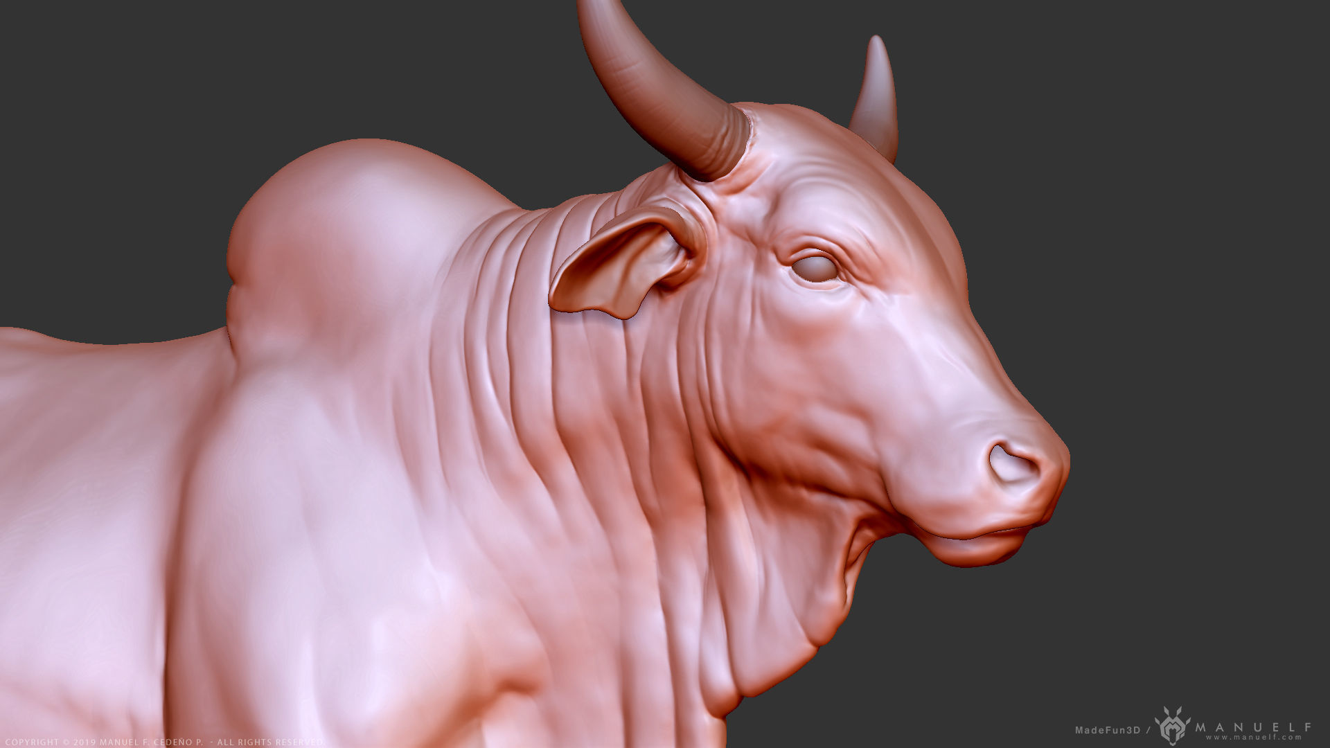 Zebu Bull - Highpoly Sculpture 3D model_14