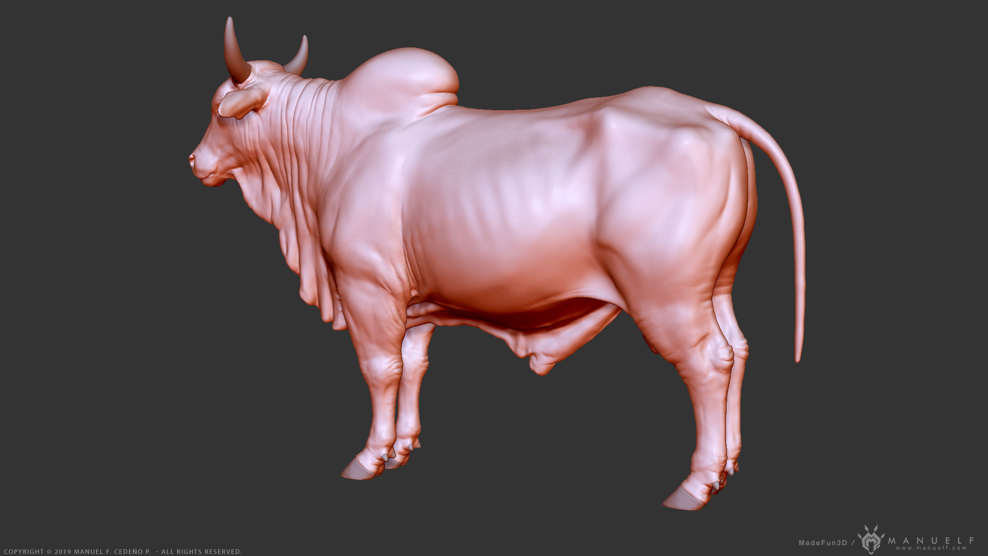Zebu Bull - Highpoly Sculpture 3D model_13