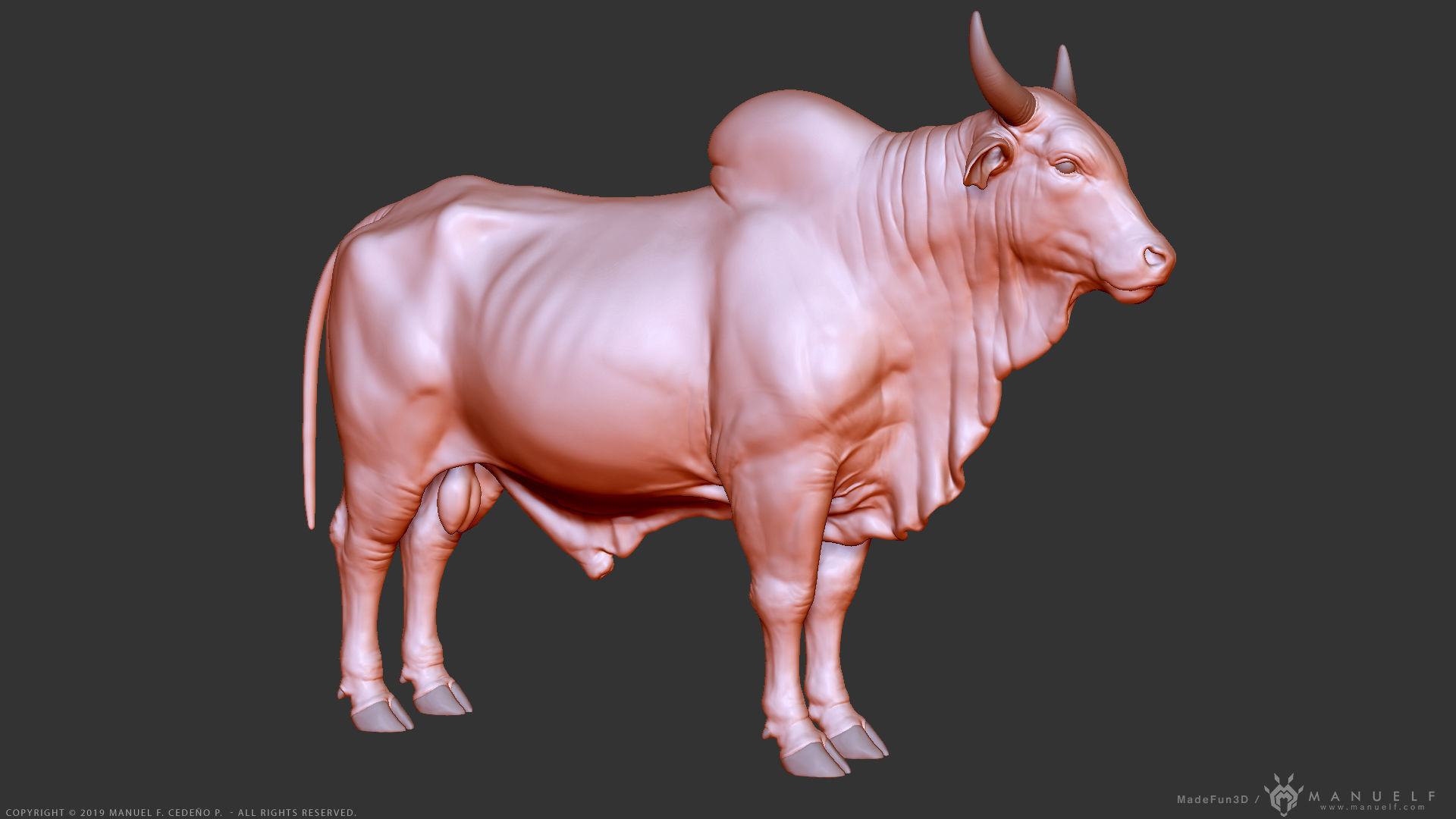 Zebu Bull - Highpoly Sculpture 3D model_12