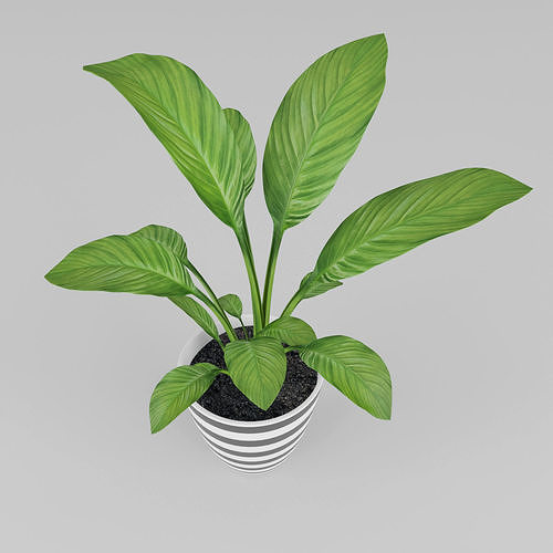 Spathiphyllum plant 3D model