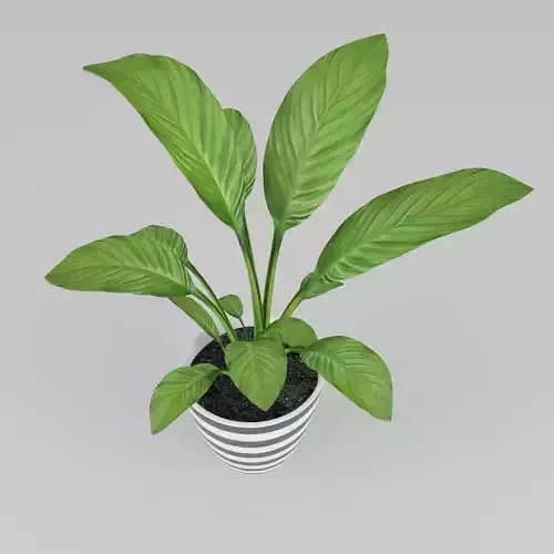 Spathiphyllum plant 3D model