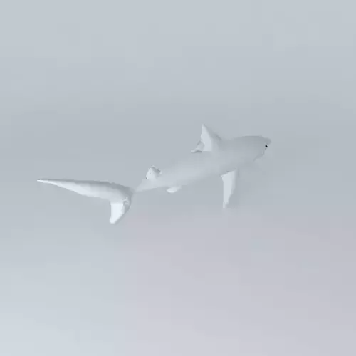 Shark shark
