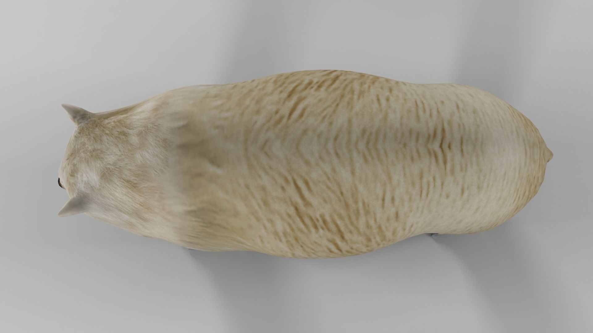 3D Bear polar 3D model_18