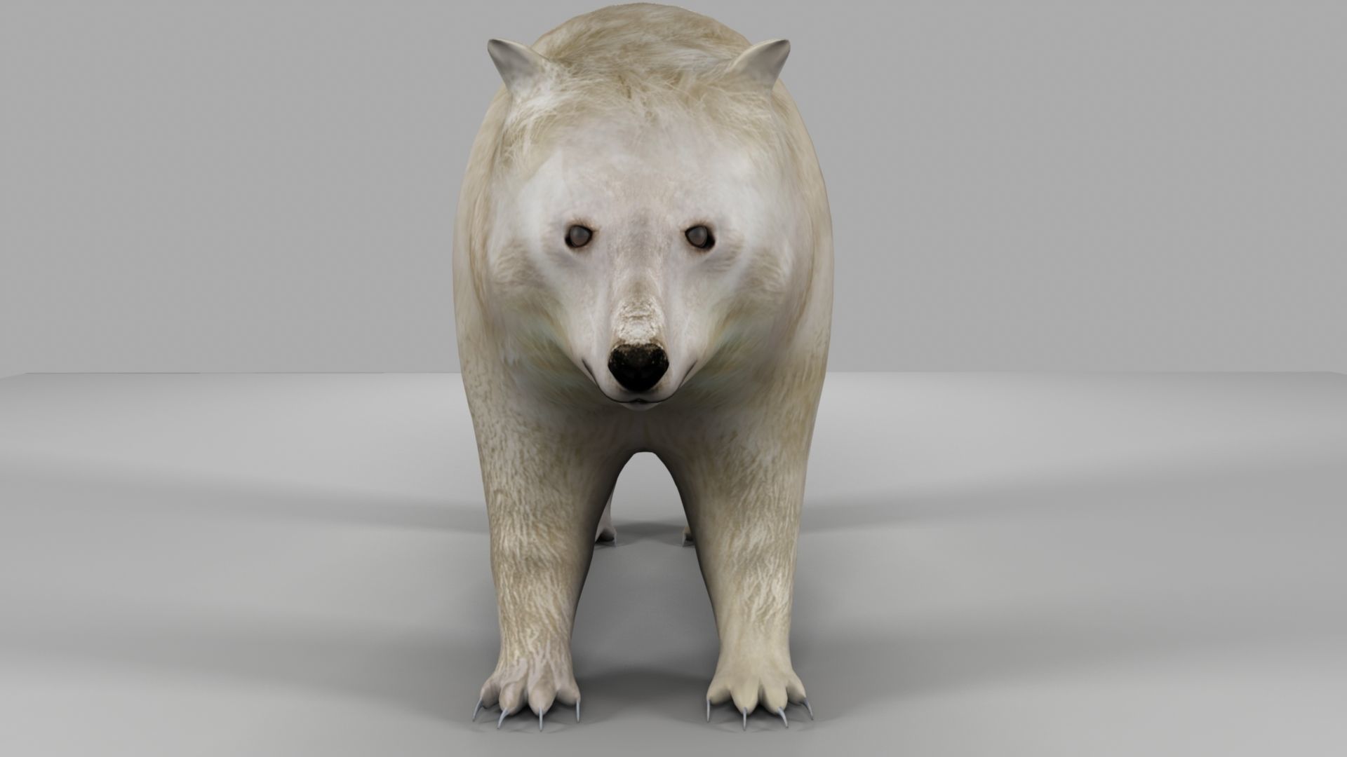 3D Bear polar 3D model_11
