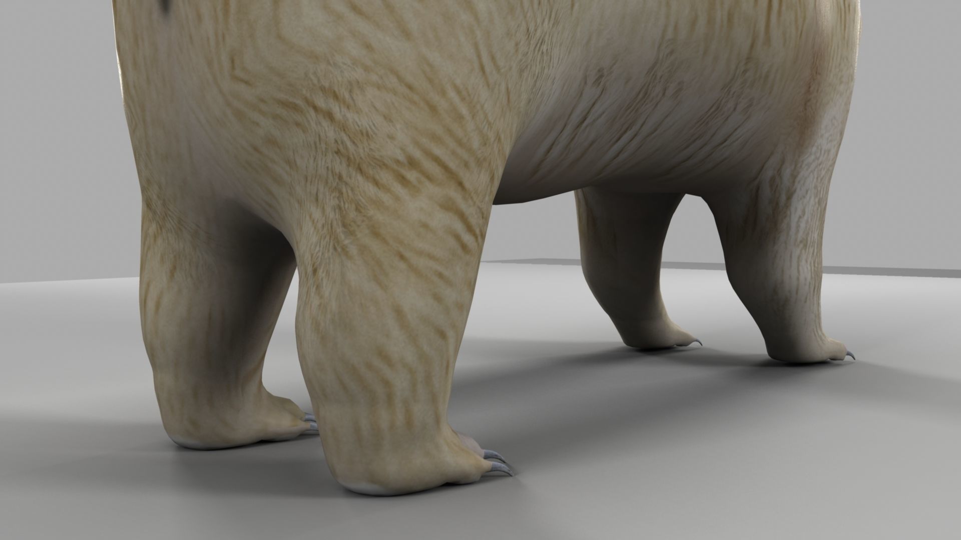 3D Bear polar 3D model_8