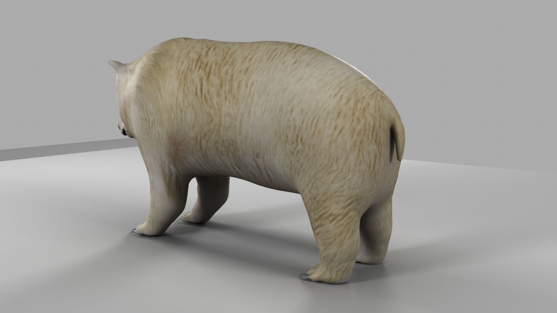 3D Bear polar 3D model_3