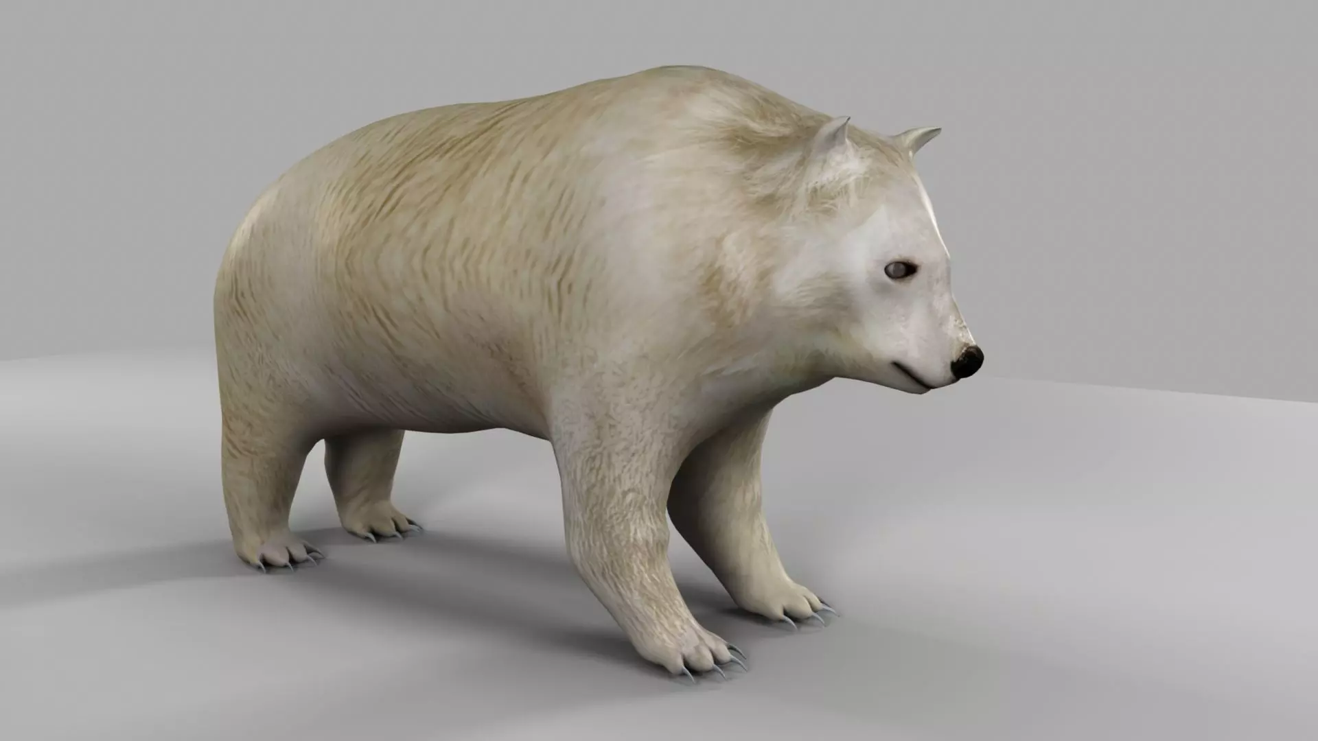 3D Bear polar 3D model_0