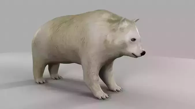 3D Bear polar 3D model