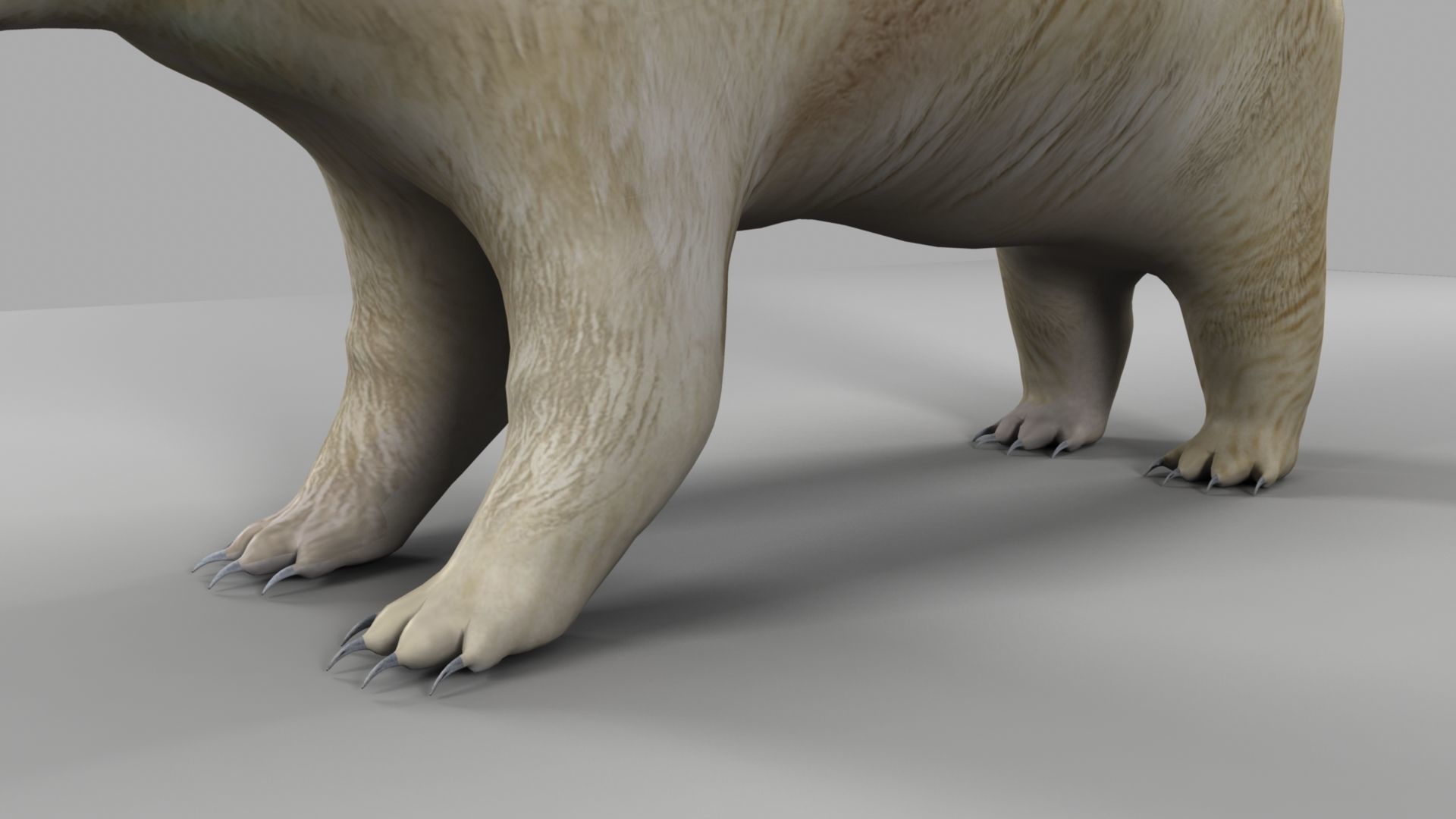 3D Bear polar 3D model_6